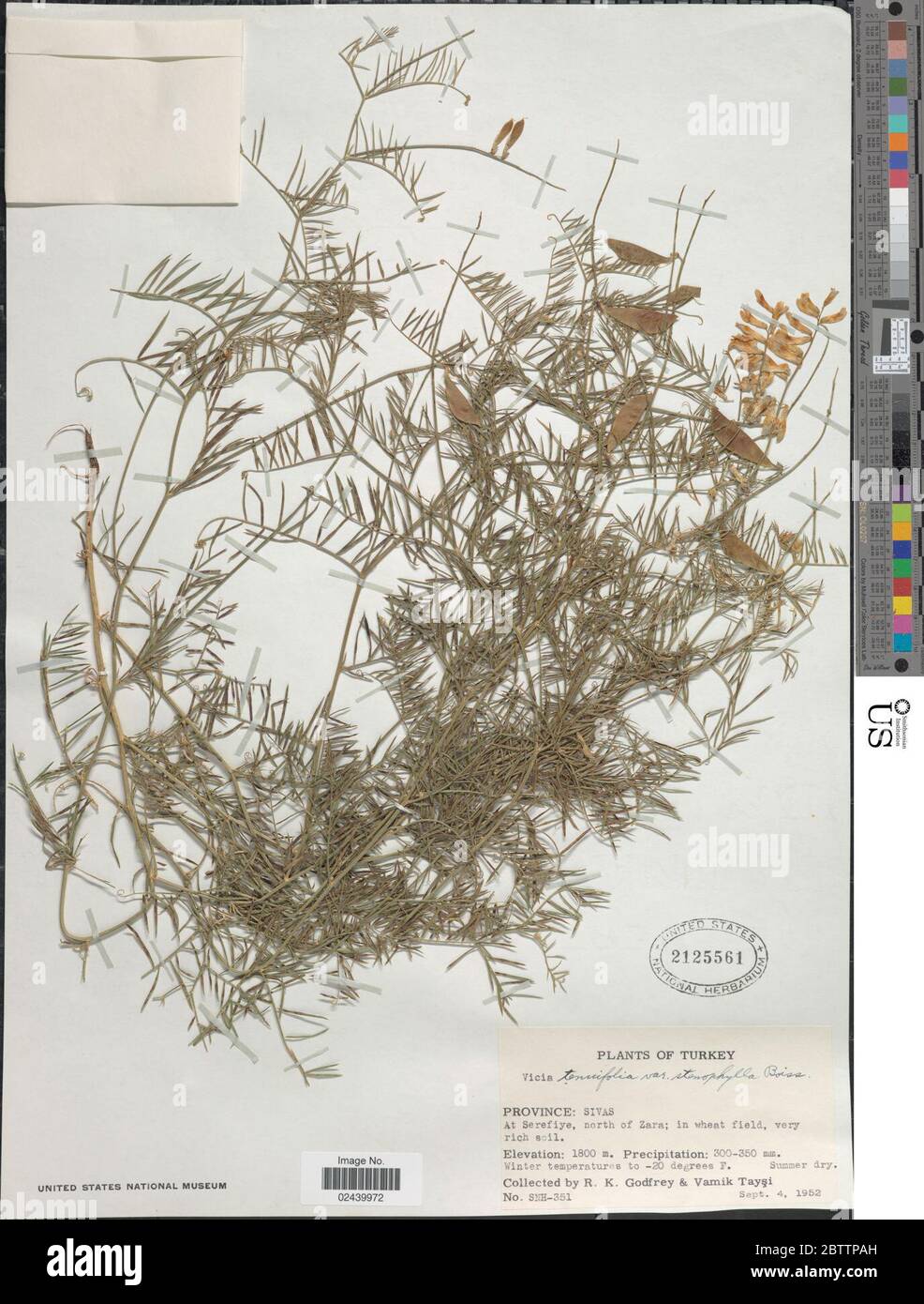 Vicia tenuifolia. Stockfoto