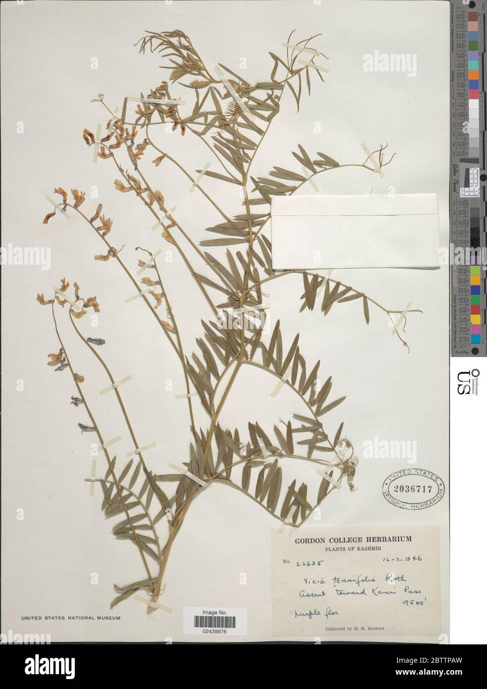Vicia tenuifolia. Stockfoto