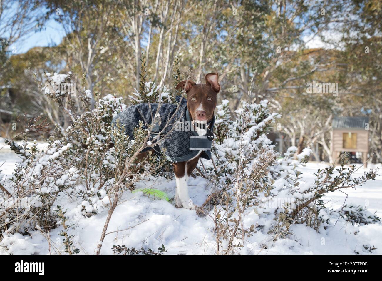 Niedlicher Hund für den Schnee und kaltes Wetter verkleidet Stockfoto