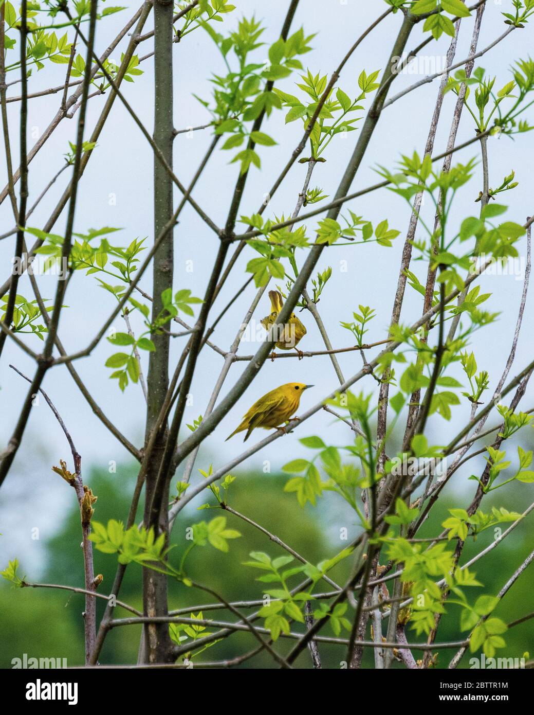 Ein Paar Gelbe Warblers Barsch in Pinsel auf dem Rand einer Wiese. Stockfoto