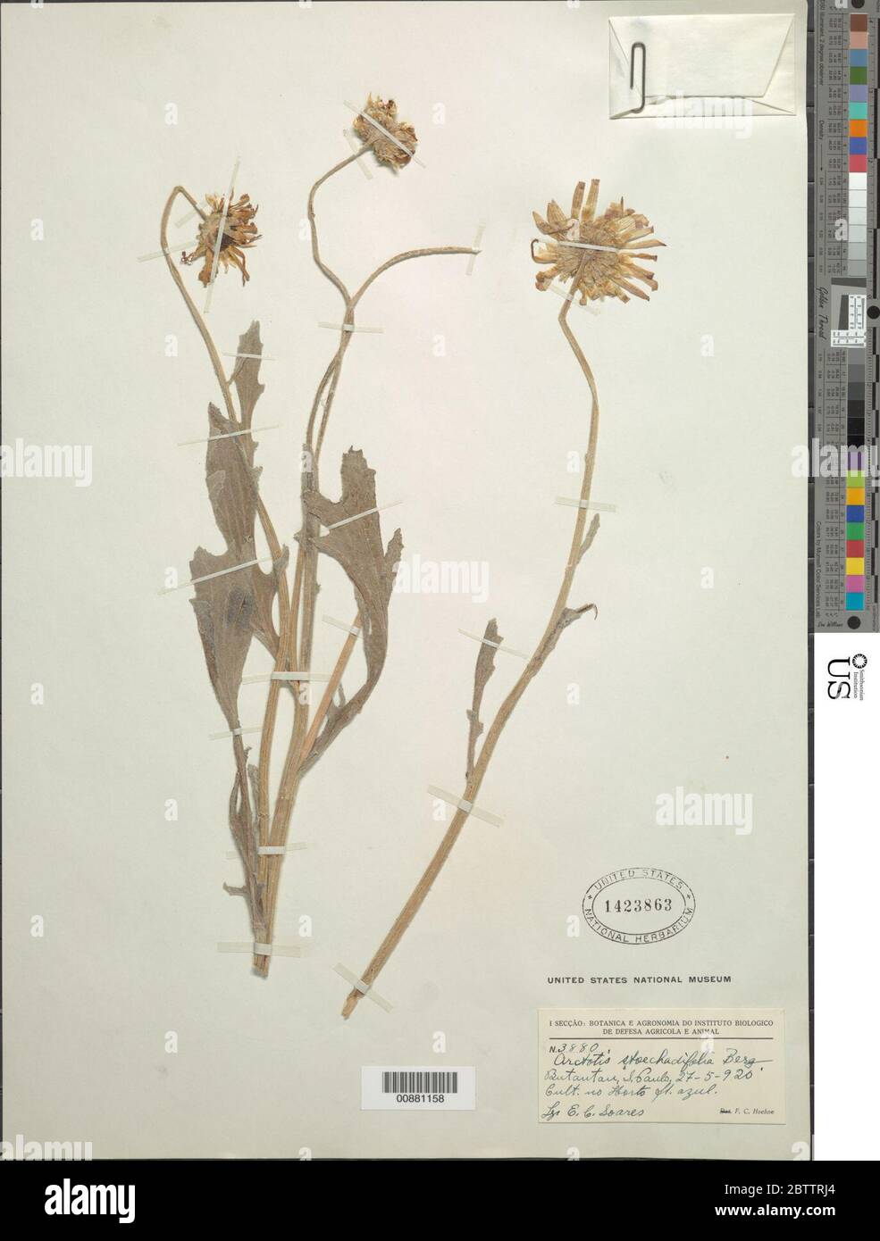 Arctotis stoechadifolia PJ Bergius. Stockfoto