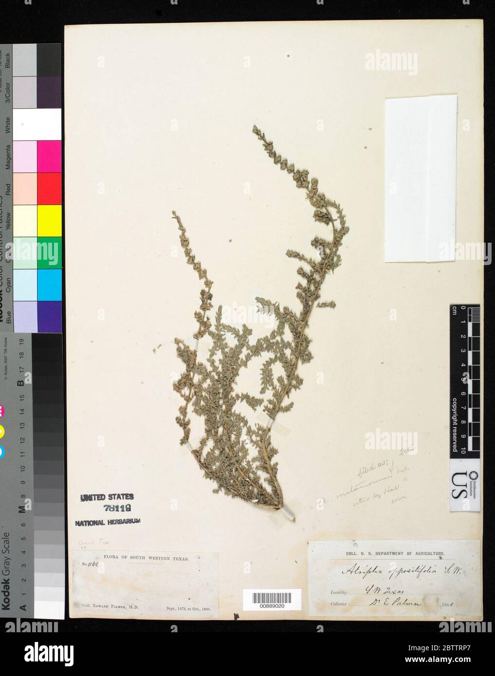 Atriplex matamorensis A Nelson. Stockfoto