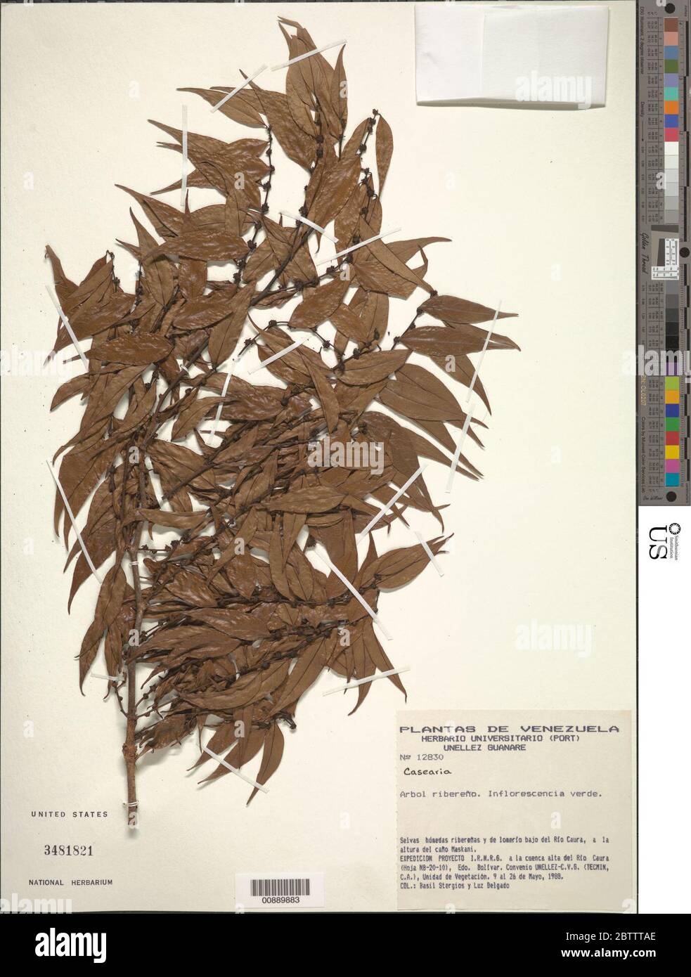 Casearia sp. Stockfoto