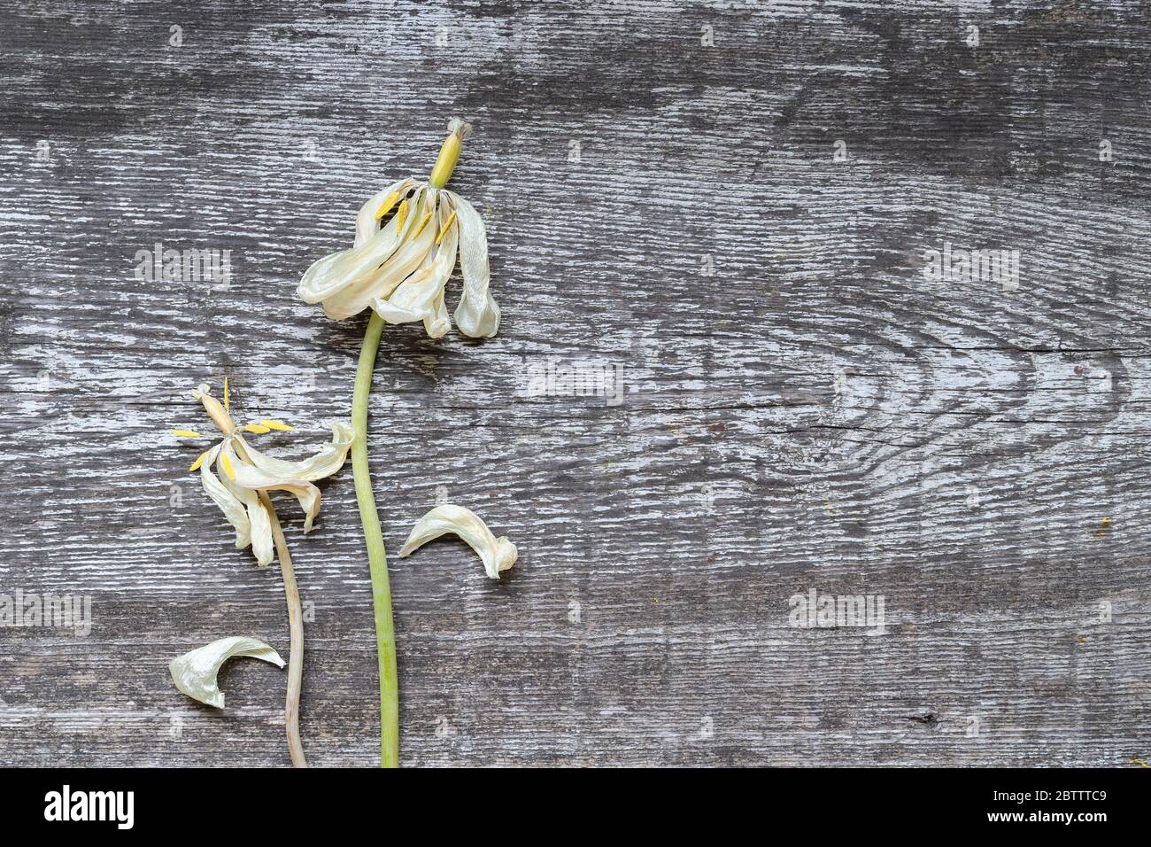 Zwei schöne trockene, verdorrte Blüten aus weißen Tulpen auf dem Hintergrund eines alten bemalten Holzbretts mit Rissen. Liebe im Alter Konzept. Draufsicht, schließen Stockfoto