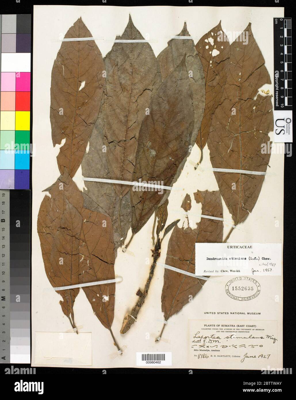 Dendrocnide stimulans L f W L Chew. Stockfoto