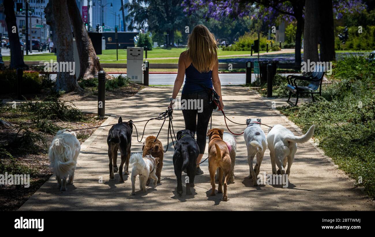 Dog Walker - Beverly Hills Stockfoto