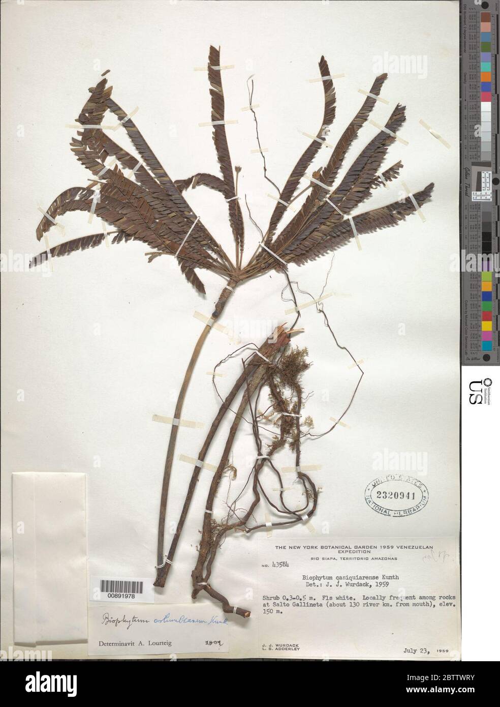 Biophytum columbianum Knuth. 20 Mai 20191 Stockfoto
