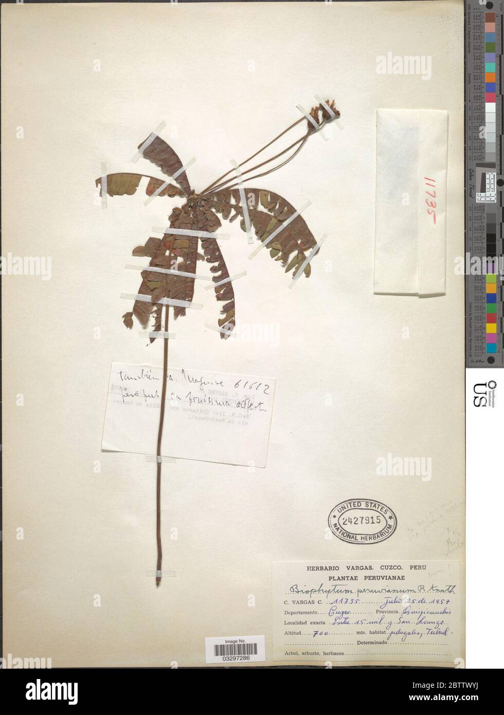 Biophytum peruvianum R Knuth. 20 Mai 20191 Stockfoto