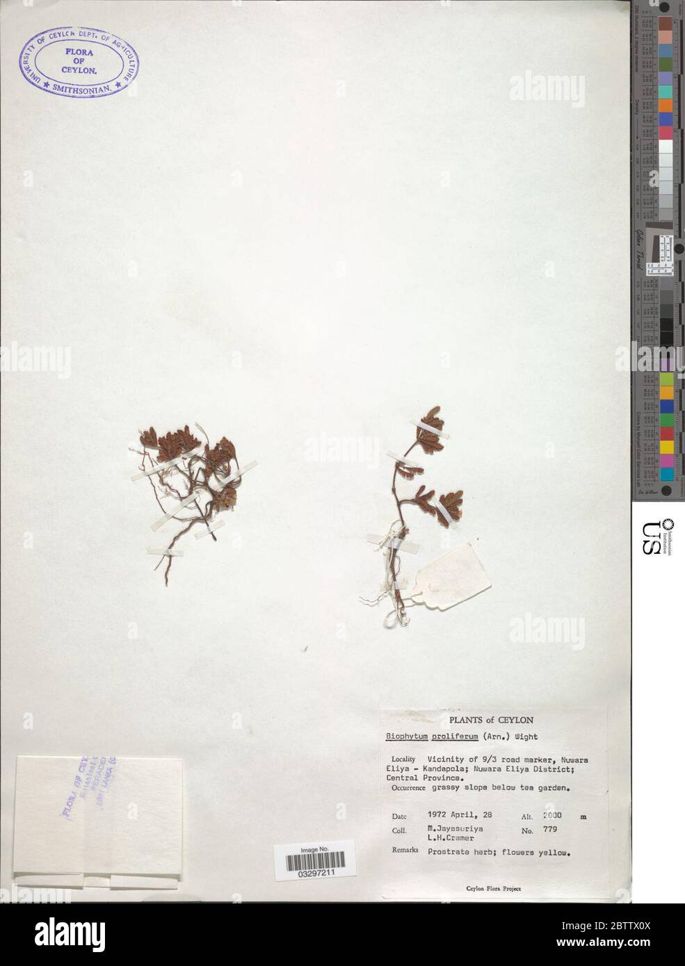 Biophytum proliferum Arn Wight. 20 Mai 20191 Stockfoto