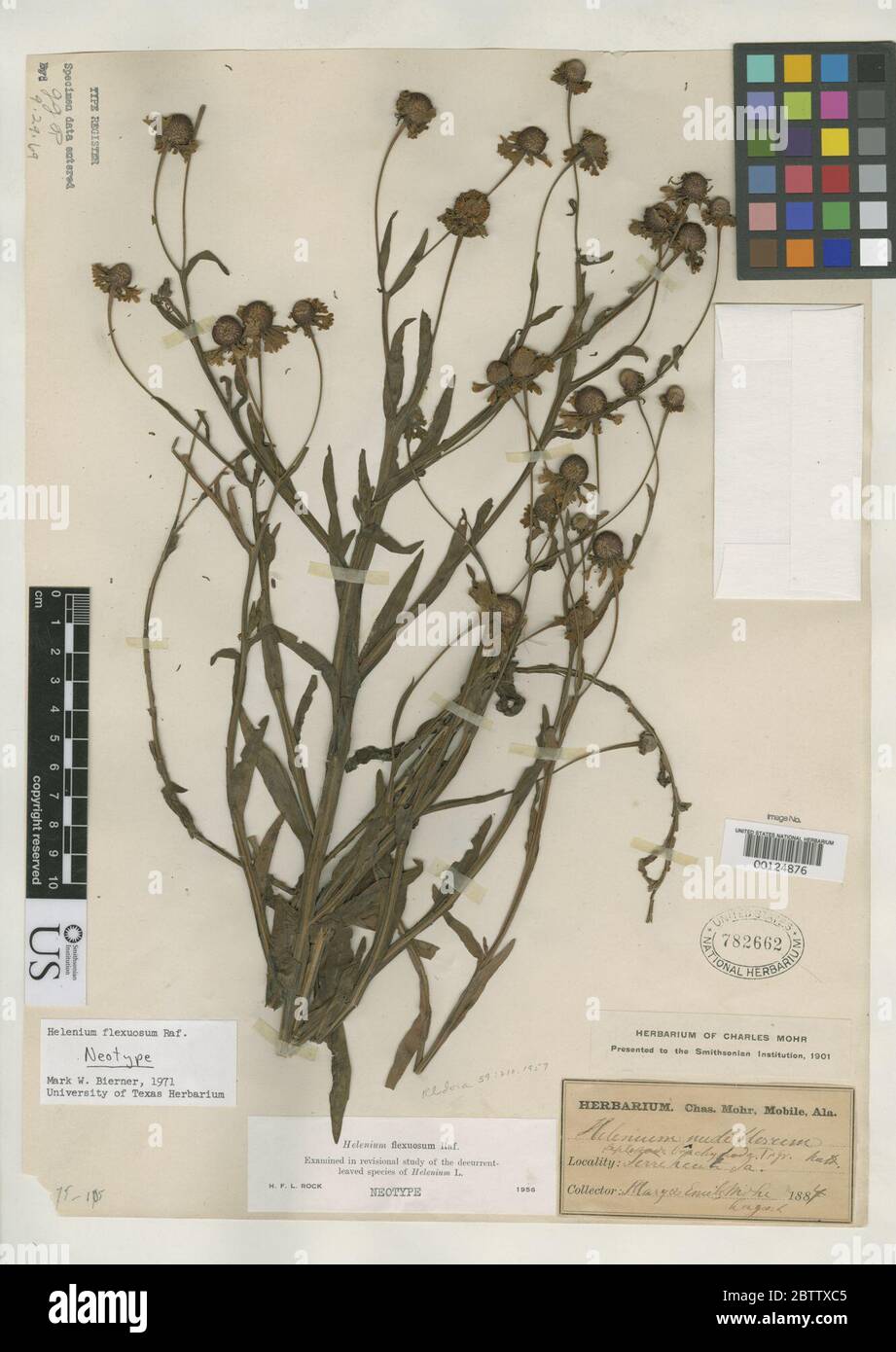 Flexuosum Fotos und Bildmaterial in hoher Auflösung Alamy