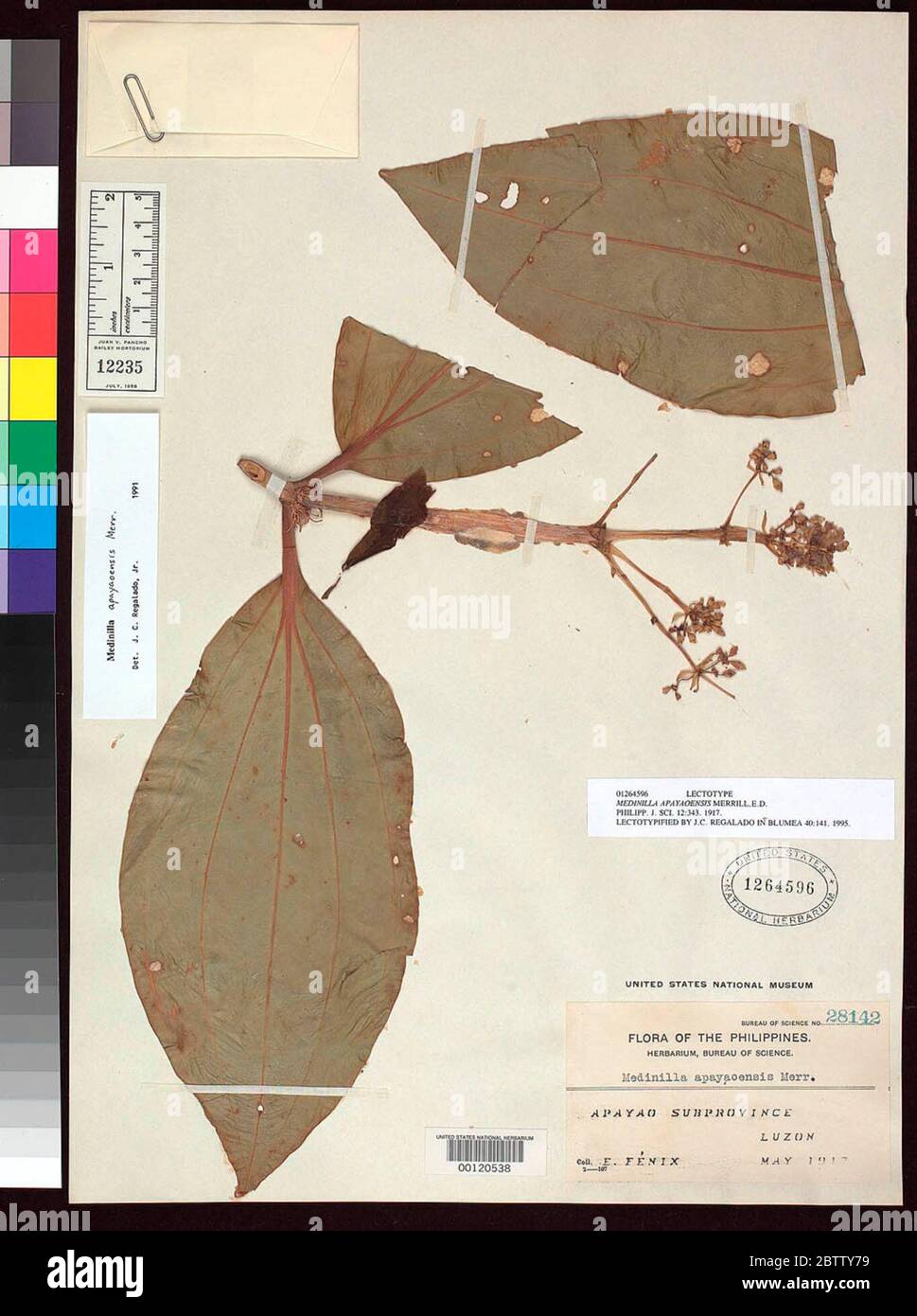 Medinilla apayaoensis Merr. Stockfoto