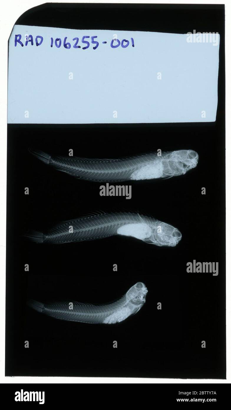 Blenniella interructa. 24. Oktober 20181 Stockfoto