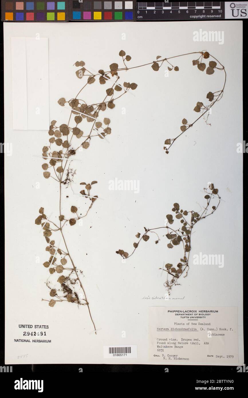 Nertera dichondrifolia Haken f. Stockfoto