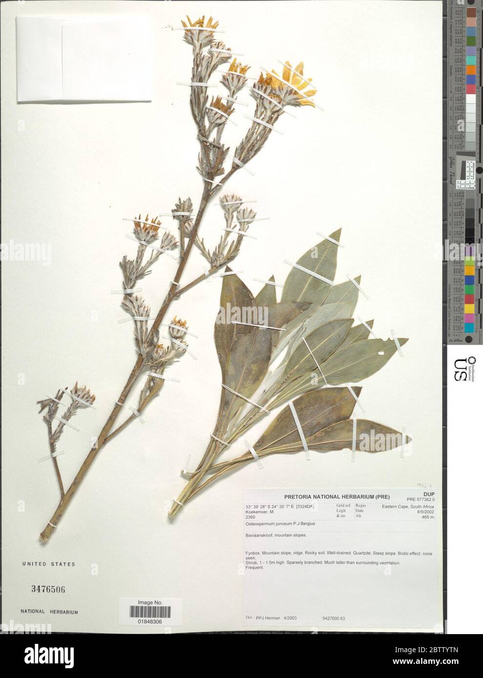 Osteospermum junceum PJ Bergius. Stockfoto