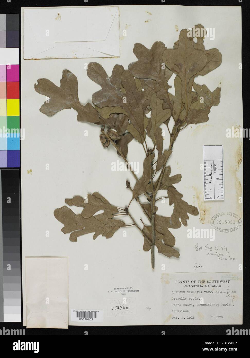 Quercus stellata var araniosa Sarg. Stockfoto