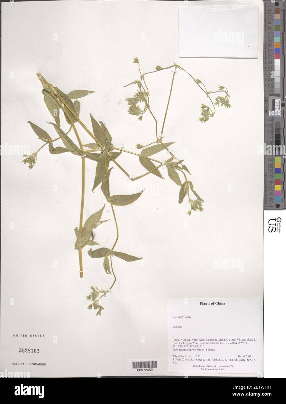 Stellaria sp. Stockfoto