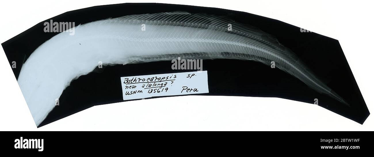 Bothrocara elongatum. Juni 29, 2018D. 46541 Stockfoto
