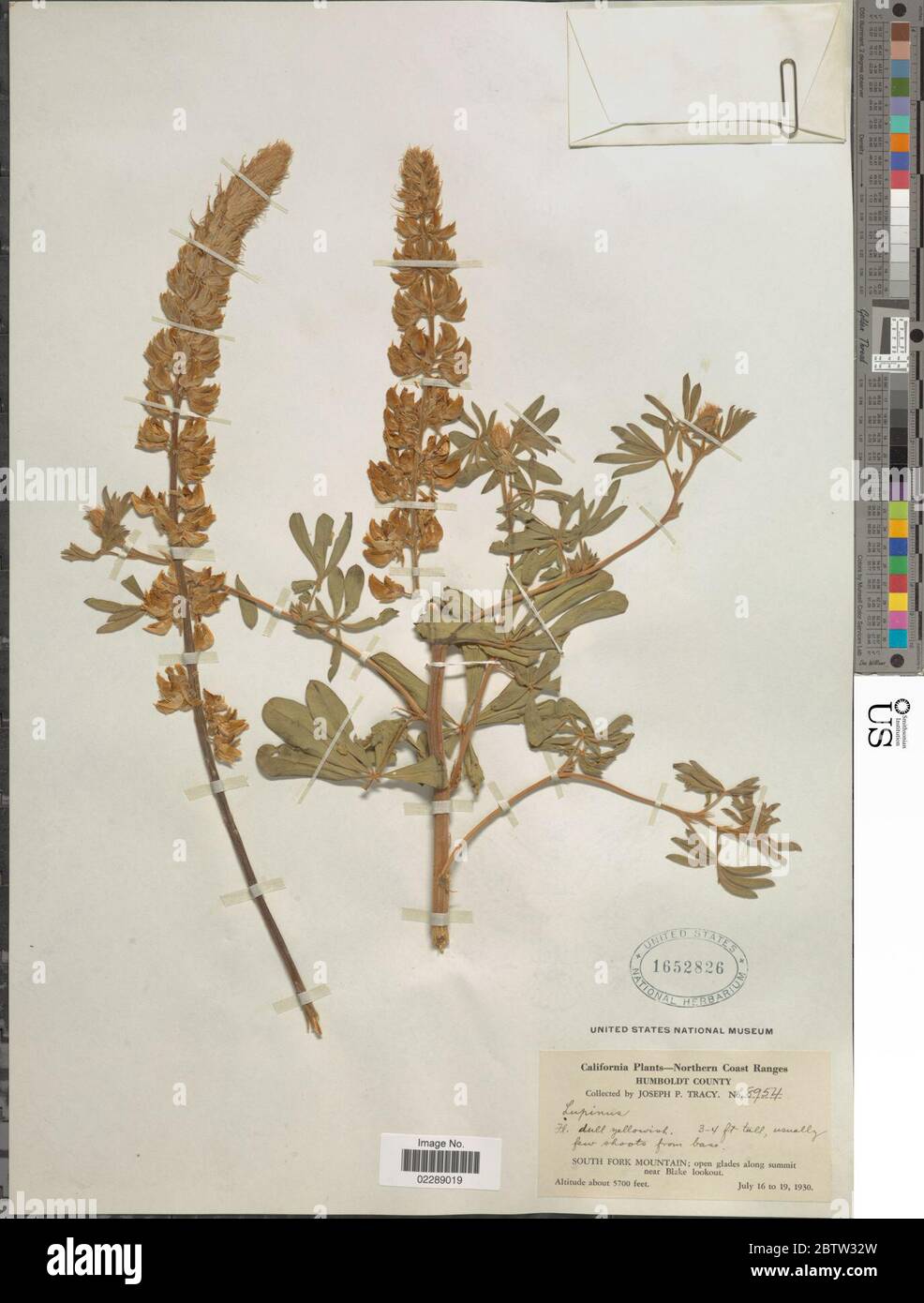 Lupinus sp. Stockfoto