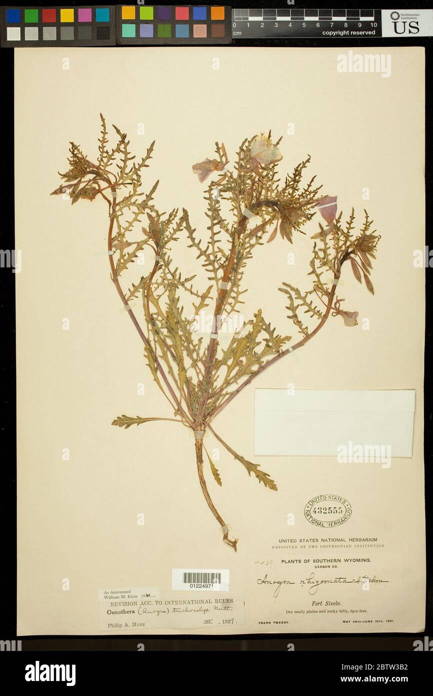 Oenothera pallida subsp Trichocalyx Nutt Munz WM Klein. Stockfoto