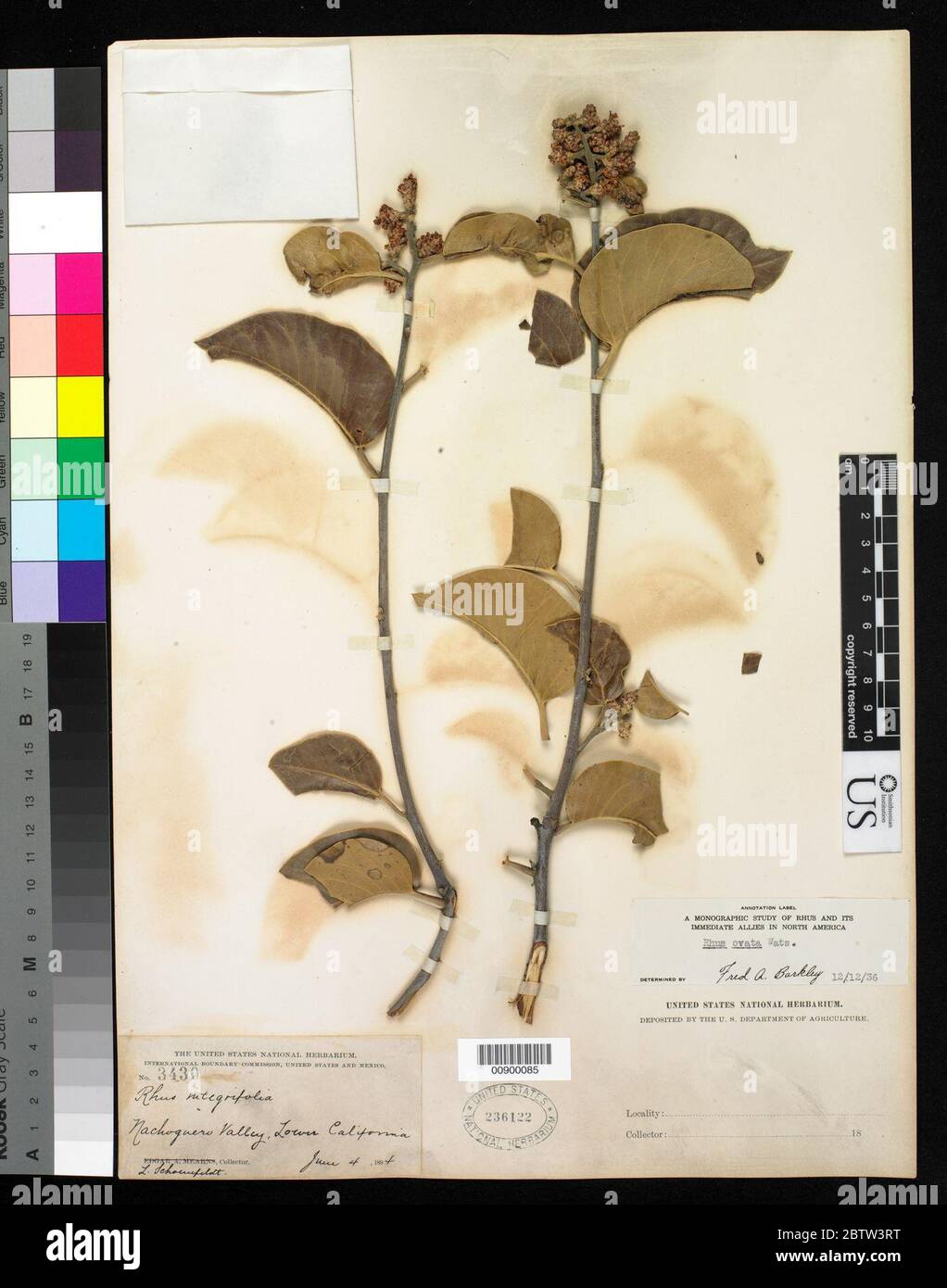 Rhus ovata S Watson. Stockfoto Rhus ovata S Watson. Stockfoto