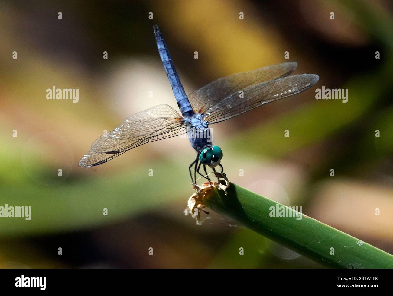 Eine blaue Dasher Dragonfly wird in Arizona gesehen. Stockfoto