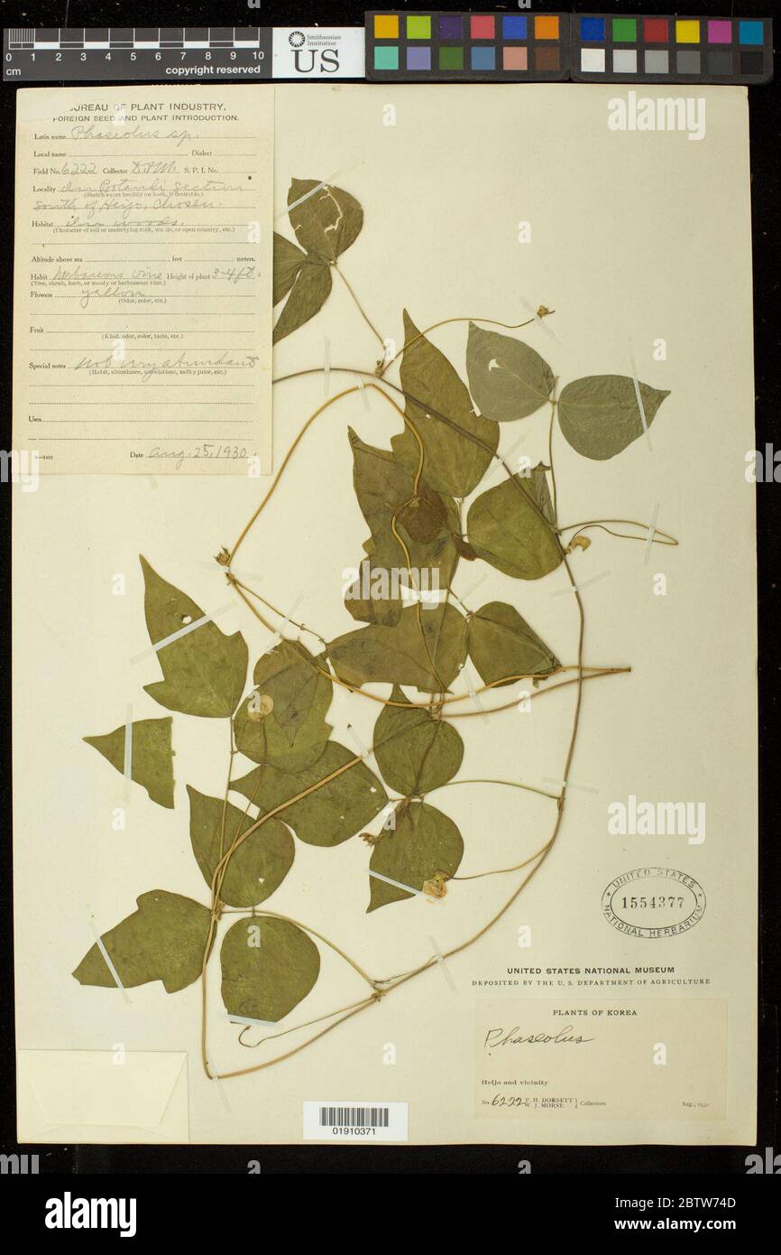 Phaseolus sp. Stockfoto