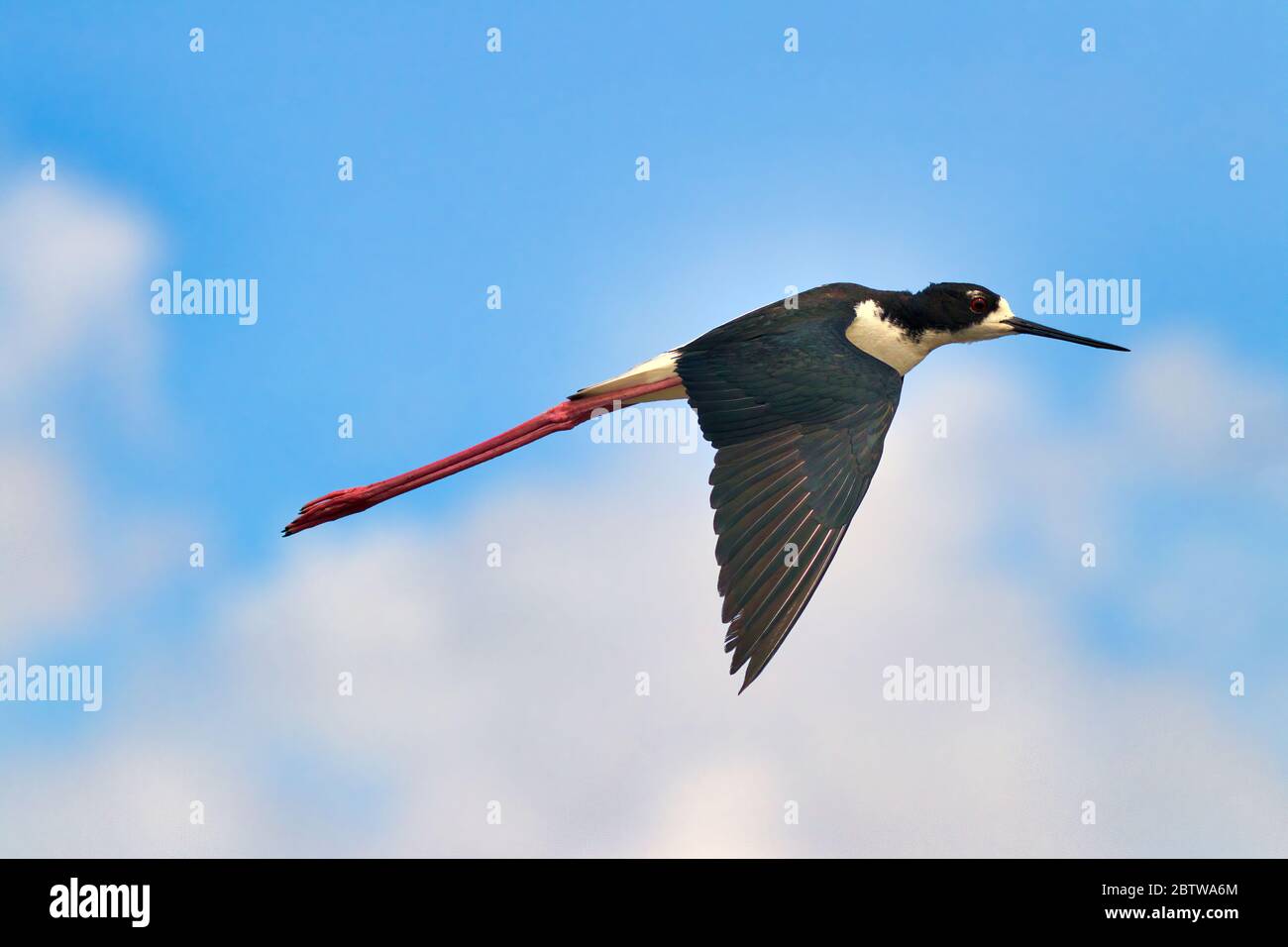 Schwarz Hals Stelzen fliegen über Maui gestoppt in Bewegung mit Flügeln nach unten ausgestreckt. Stockfoto