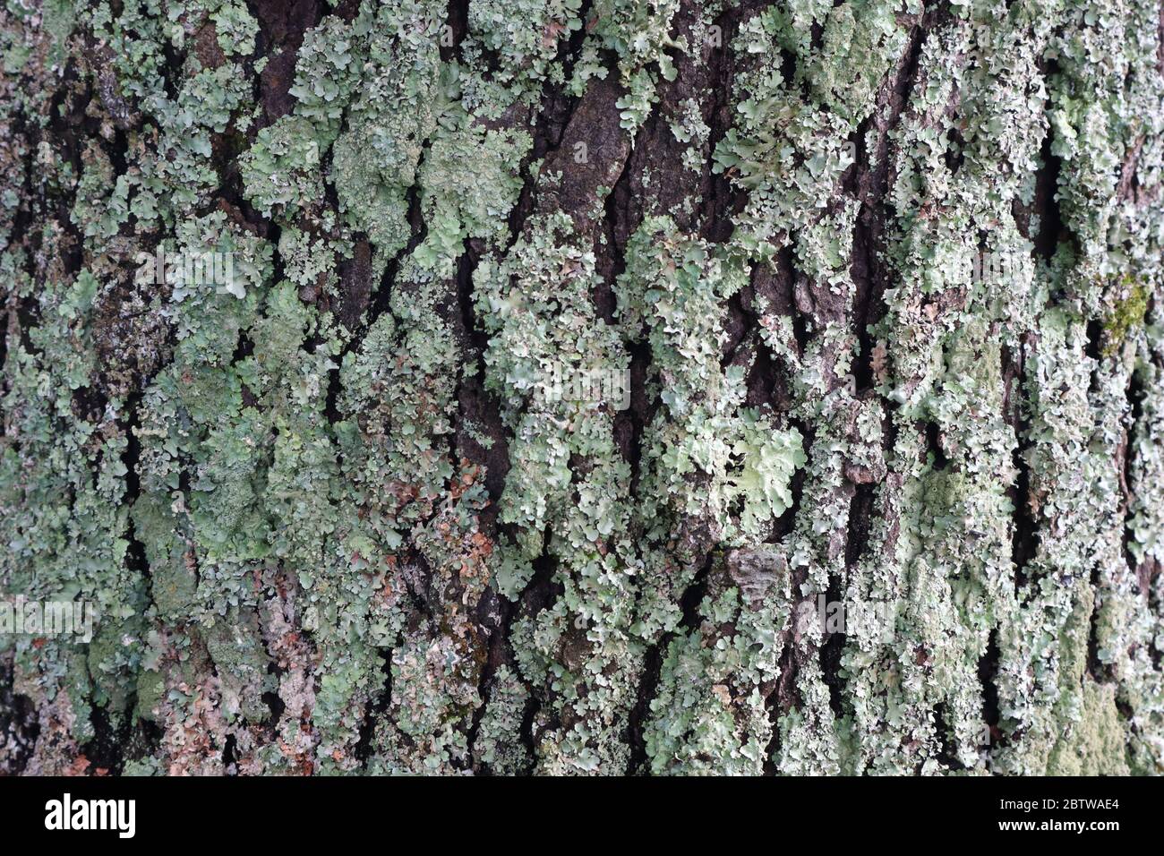 Dicke grüne Flechten wachsen auf einem Baumstamm für Hintergrund, Hintergrund, Hintergrund, Platz für Text, Raum für Kopie Stockfoto
