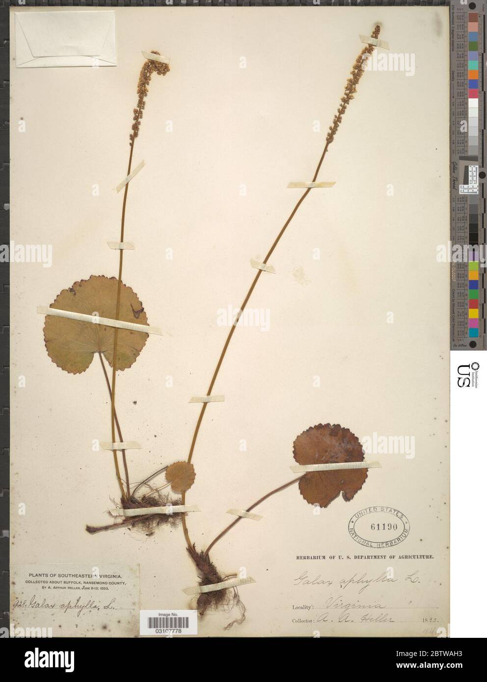 Galax aphylla L. Stockfoto