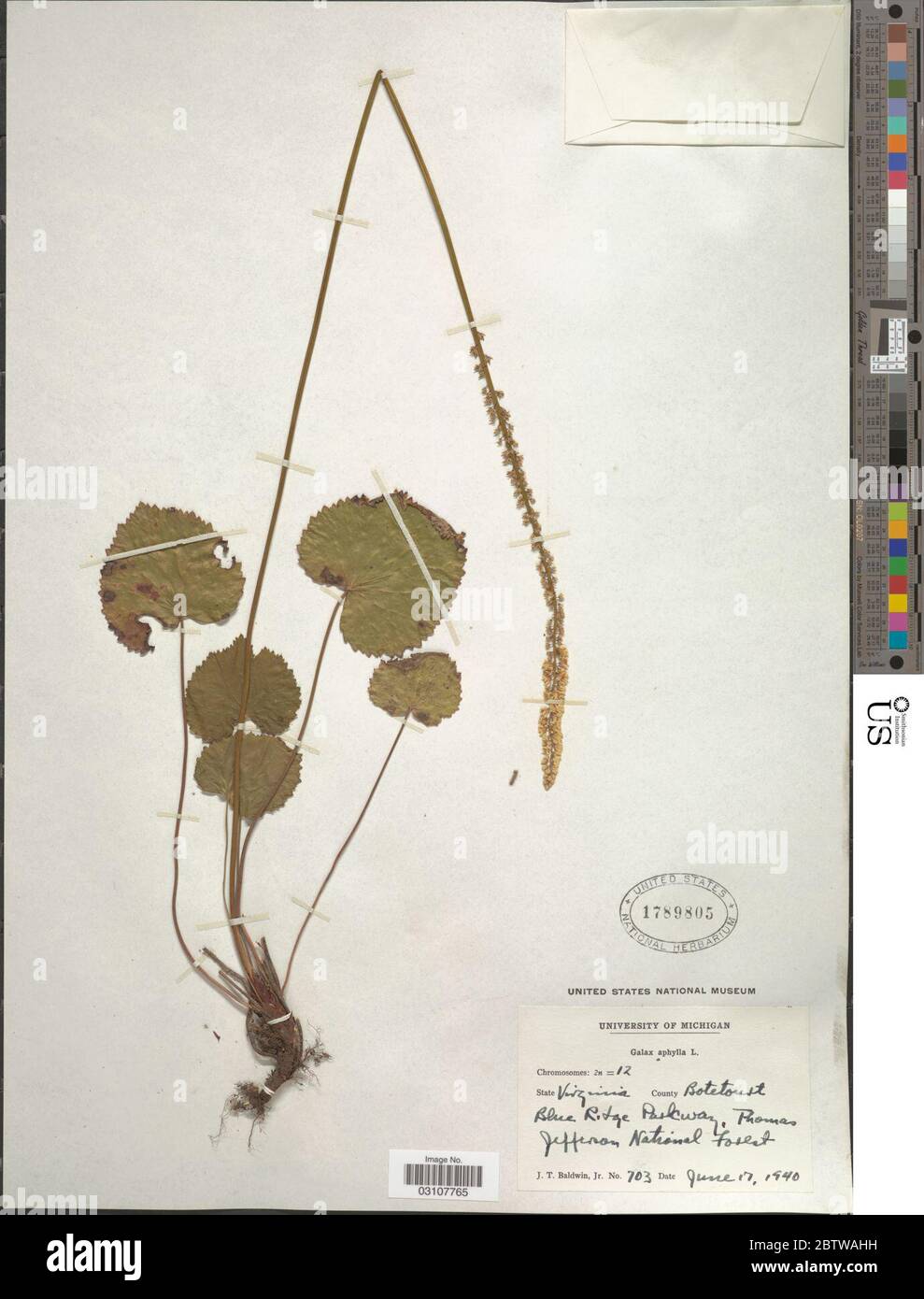 Galax aphylla L. Stockfoto