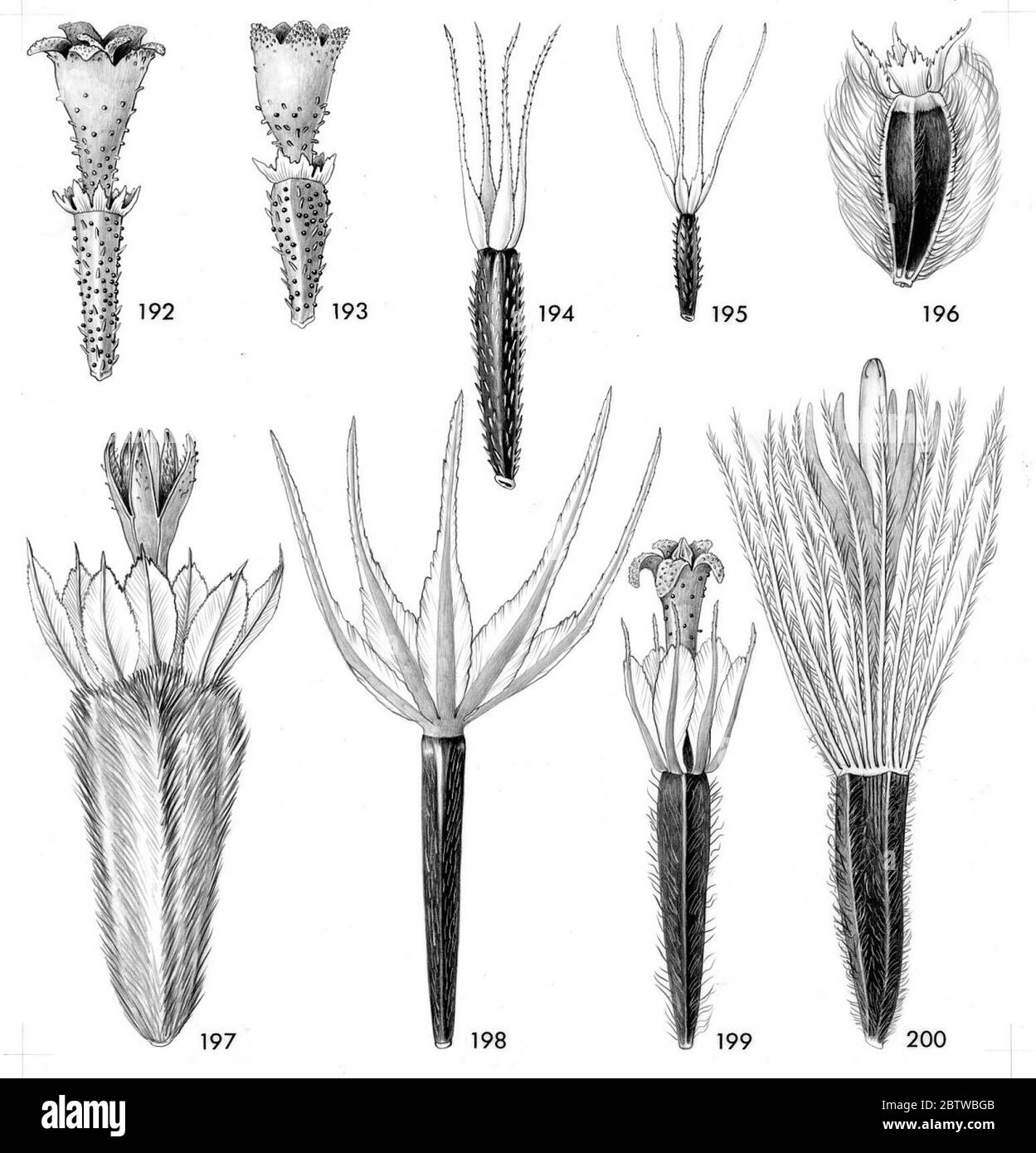 Lasthenia chrysostoma Fisch CA Mey Greene. Stockfoto