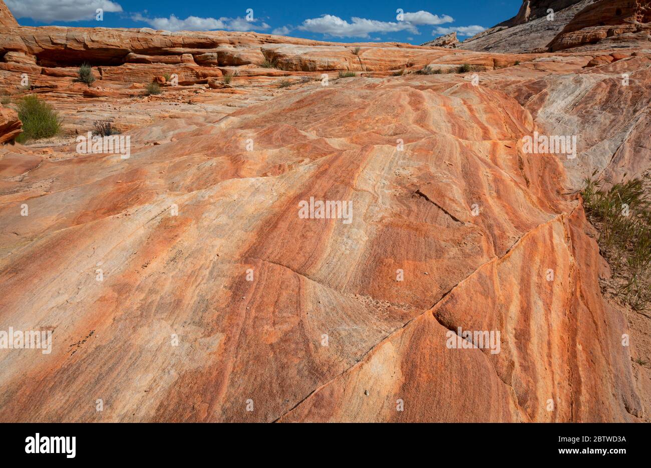 NV00123-00...NEVADA - farbenfrohe Schichten in den Sandsteinfelsen entlang des White Domes Loop Trail im Valley of Fire State Park. Stockfoto