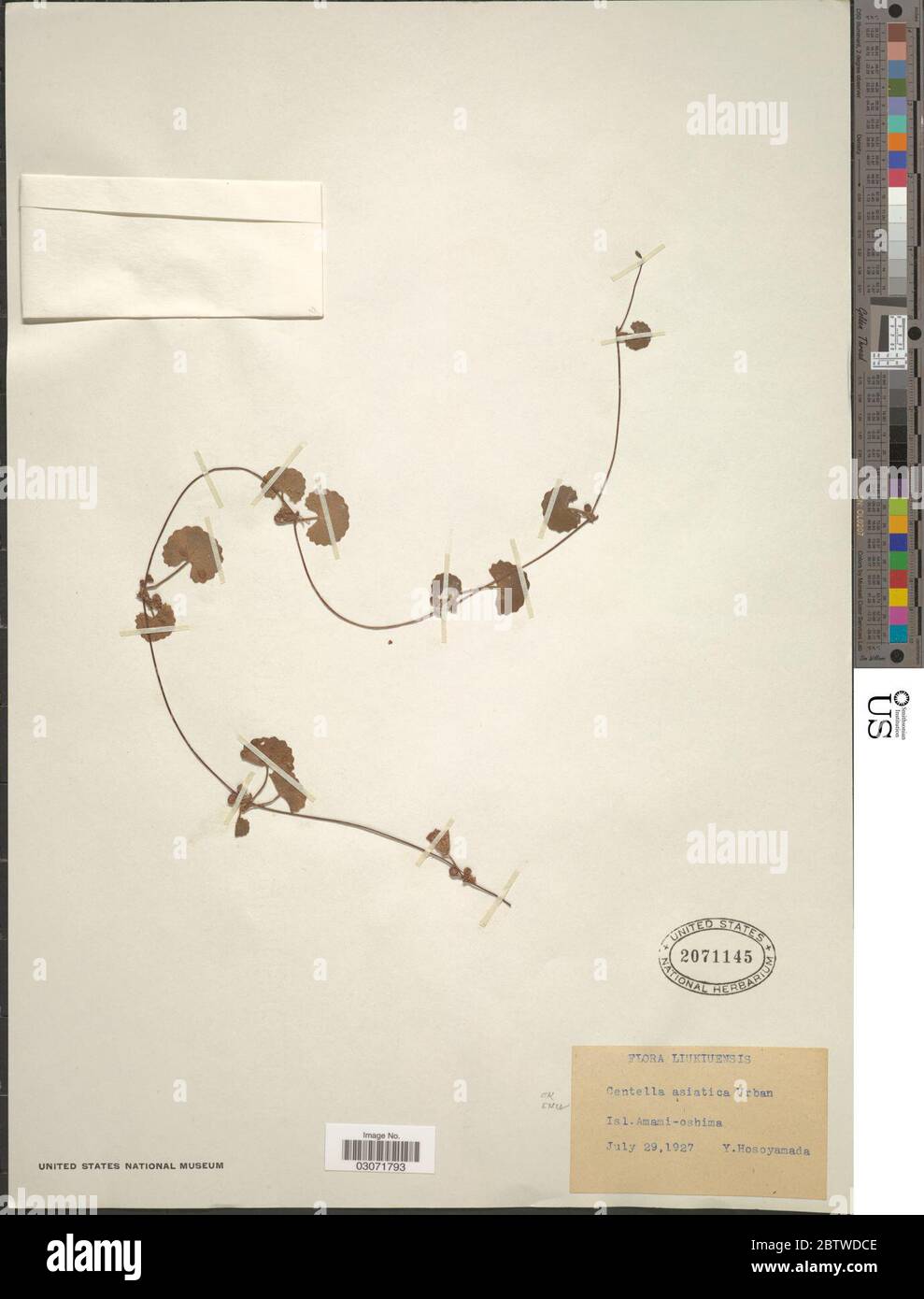 Centella asiatica L Urb. Stockfoto