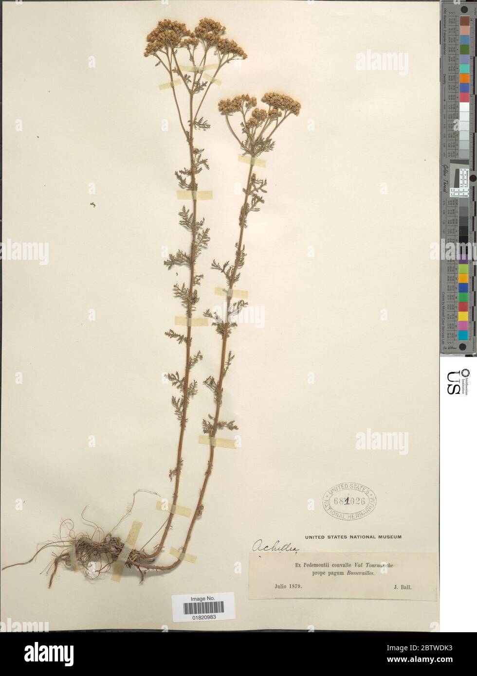 Achillea sp. Stockfoto