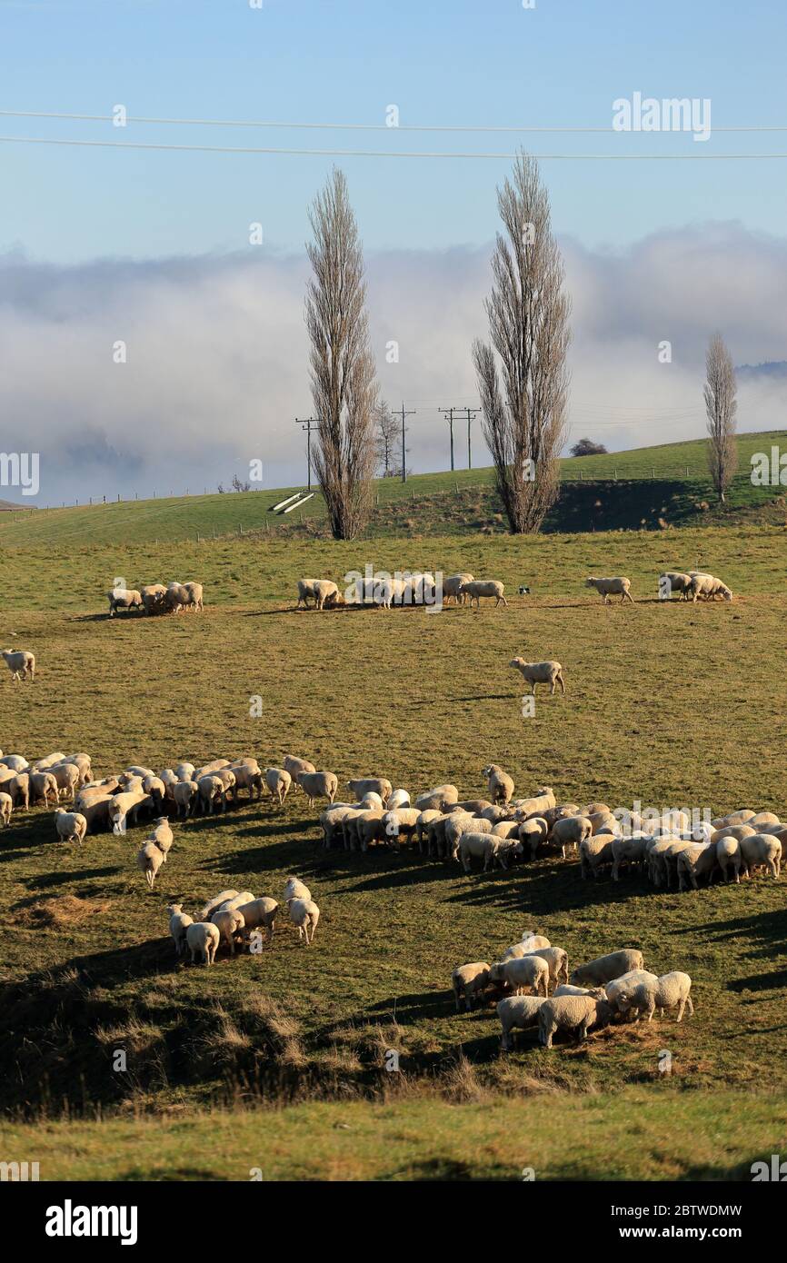 Füttern Schafe, Neuseeland Stockfoto