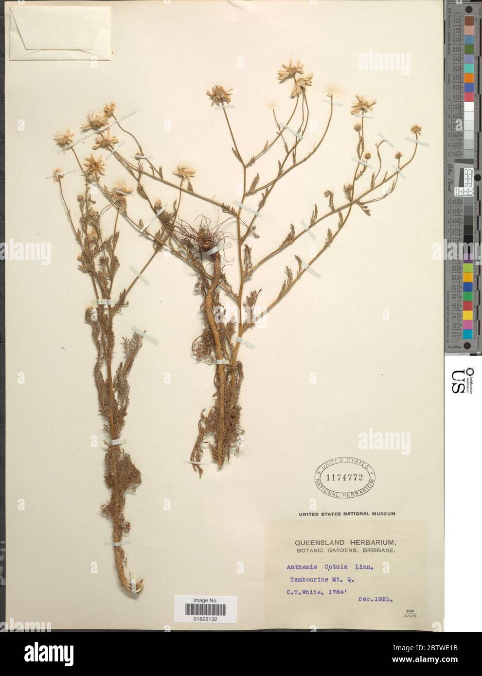 Anthemis cotula L. Stockfoto