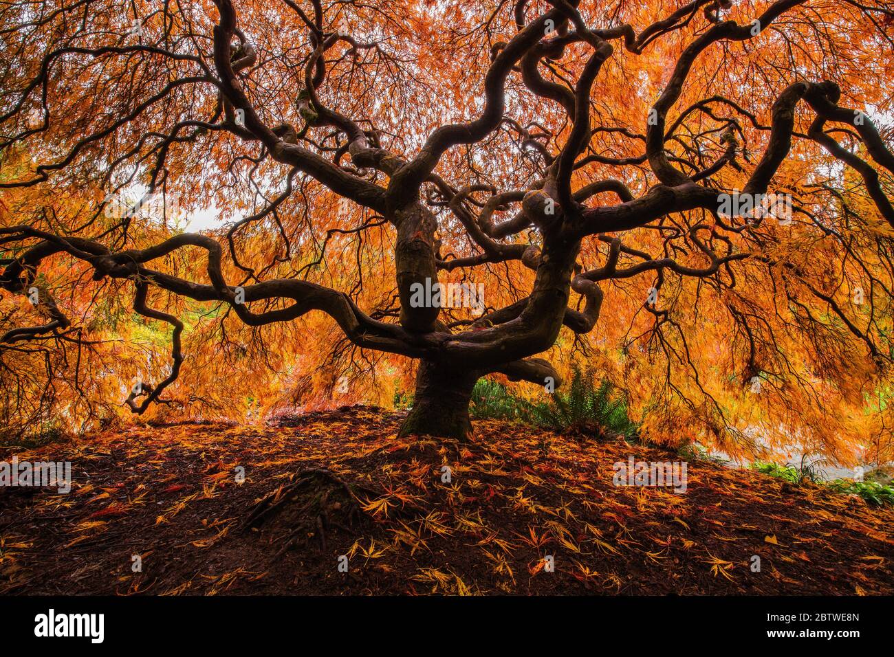 Unterseite eines schönen, lebendigen japanischen Ahorn im Herbst im Kubota Garden in Seattle, WA Stockfoto
