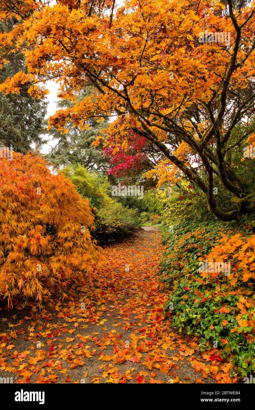 Im Herbst im Kubota Garden in Seattle, WA, blühen orange-japanische Ahornbäume Stockfoto