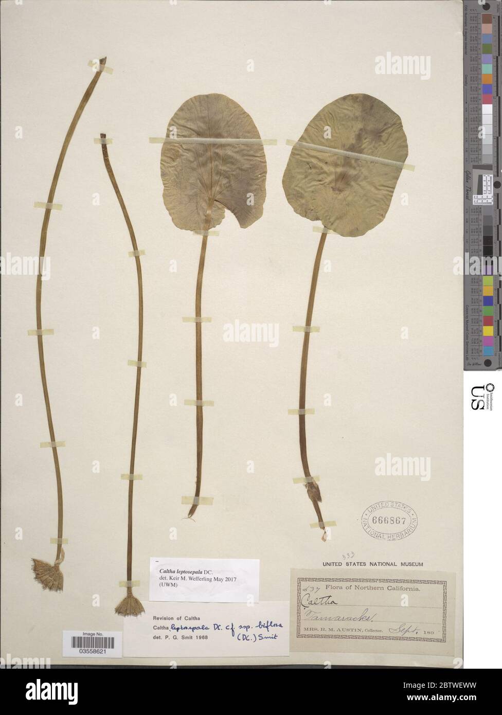 Caltha leptosepala DC subsp leptosepala. Stockfoto