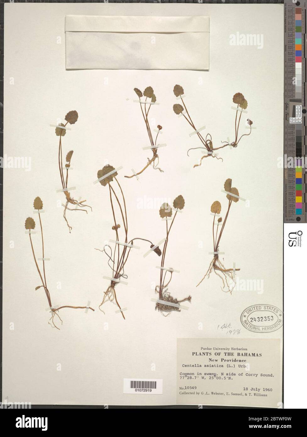 Centella asiatica L Urb. Stockfoto
