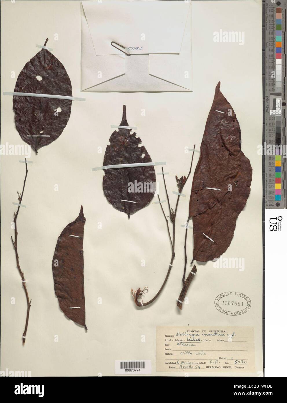 Dalbergia monetaria L f. Stockfoto