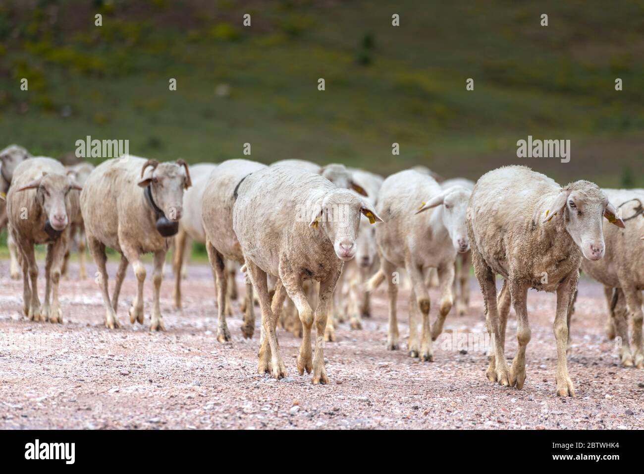 Ziegen und Schafherde, die auf der Wiese weiden, bereiten sich auf das Opferfest vor (Eid Al Adha) Stockfoto