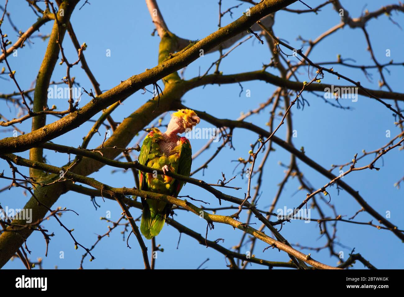 Gelber amazonas (luteum caput amazonidum lunatis) mit kahlem Hals, sitzt auf EINEM Baum an EINEM sonnigen Aprilmorgen in Stuttgart Stockfoto