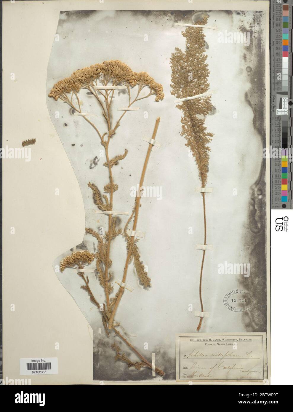 Achillea lanulosa var sp. Stockfoto