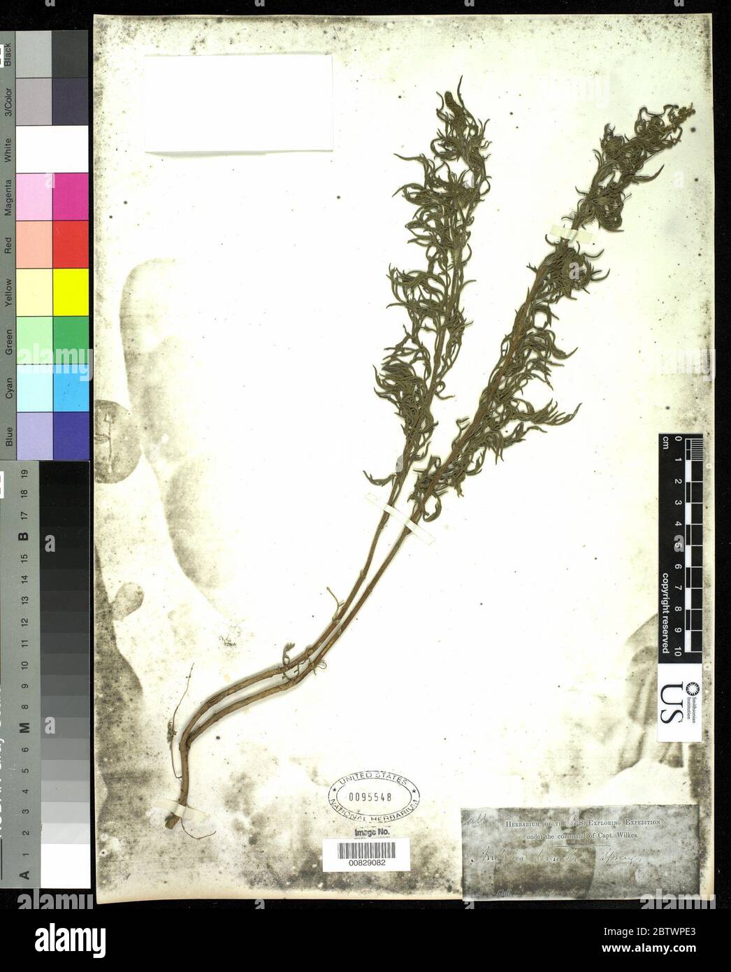 Ambrosia tenuifolia Spreng. Stockfoto