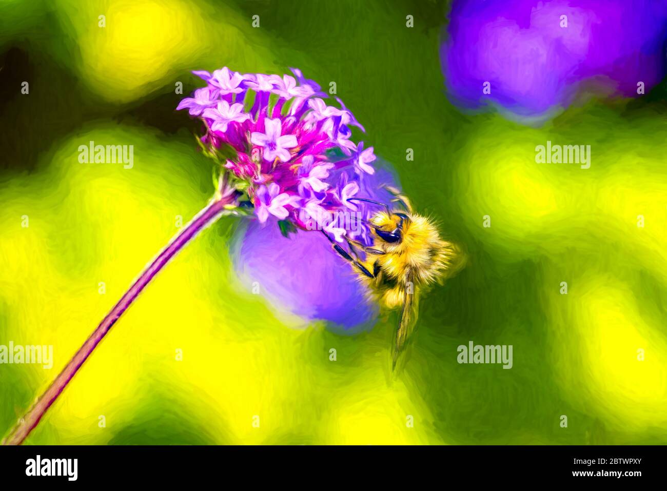 Eine Bumble Bee ist auf EINER bunten Blume bestäuben Stockfoto