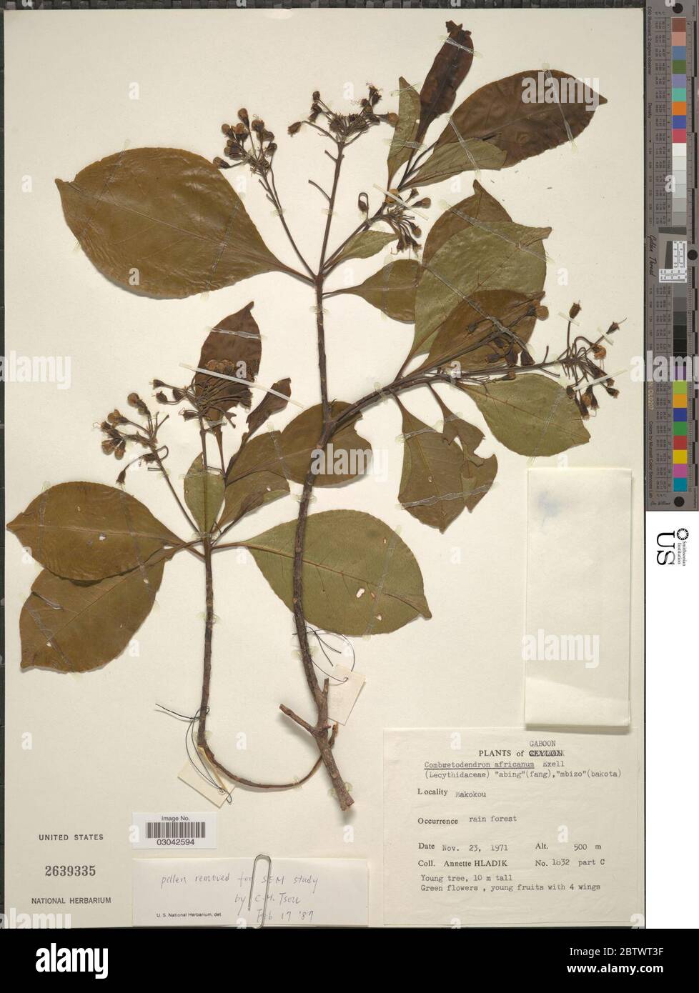 Combretodendron africanum Welw ex Benth Haken f Exell. Stockfoto