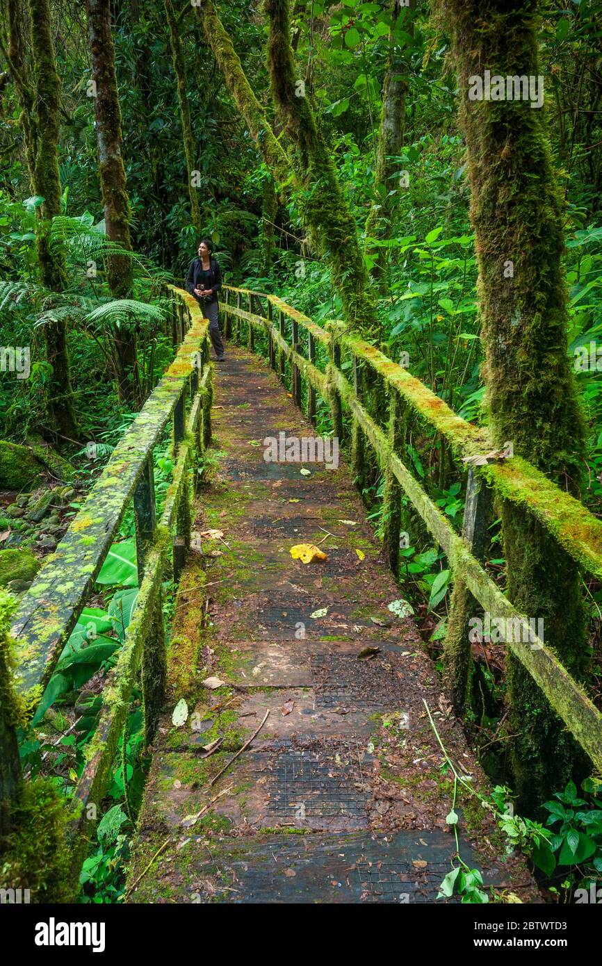 Wanderweg im Nebelwald des Nationalparks La Amistad, Provinz Chiriqui, Republik Panama. Stockfoto