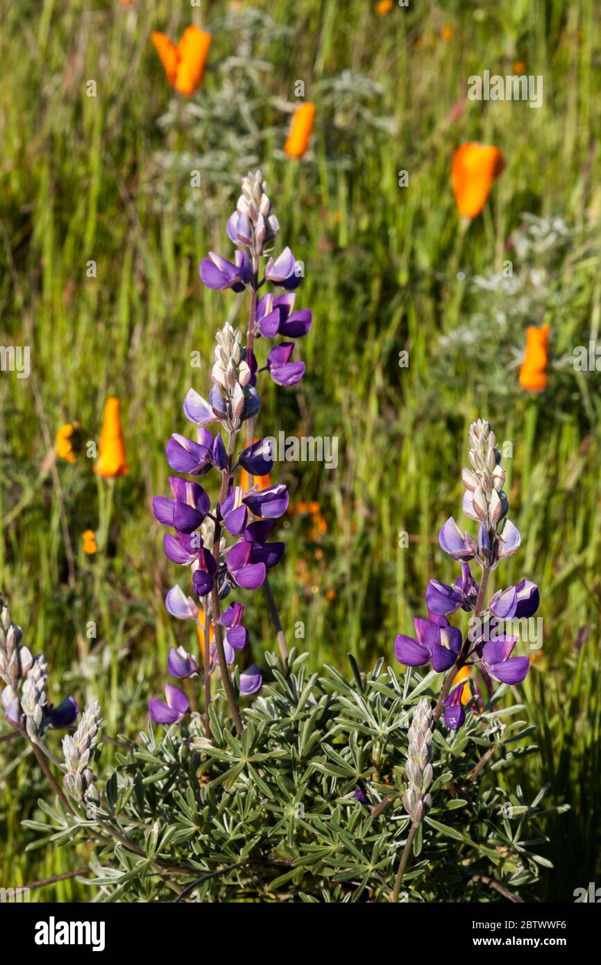 Sagebrush Blüte im Las Trampas Regional Park in den East Bay Hügeln der San Francisco Bay Area. Stockfoto