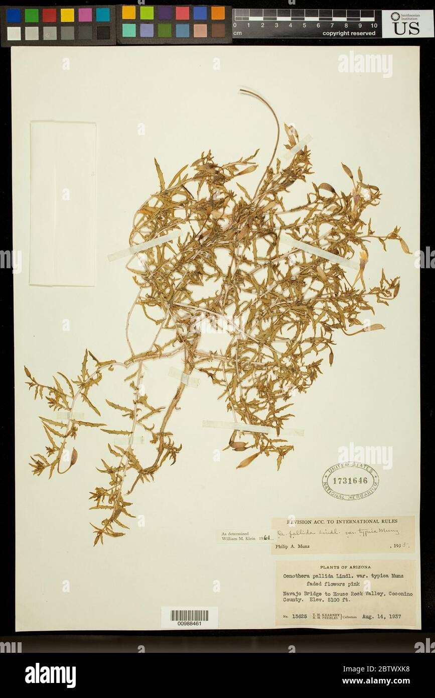Oenothera pallida Lindl subsp pallida. Stockfoto